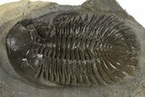 Detailed Hollardops Trilobite Fossil - Ofaten, Morocco #340237-1